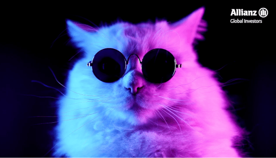 cat with sun glasses