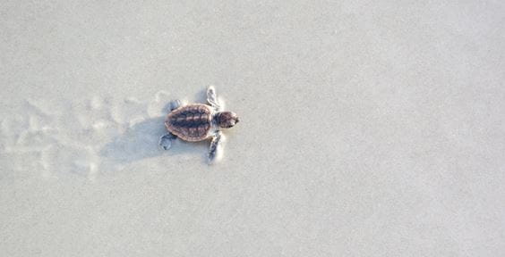 Bébé tortue dans le sable - Glossaire Finance Durable