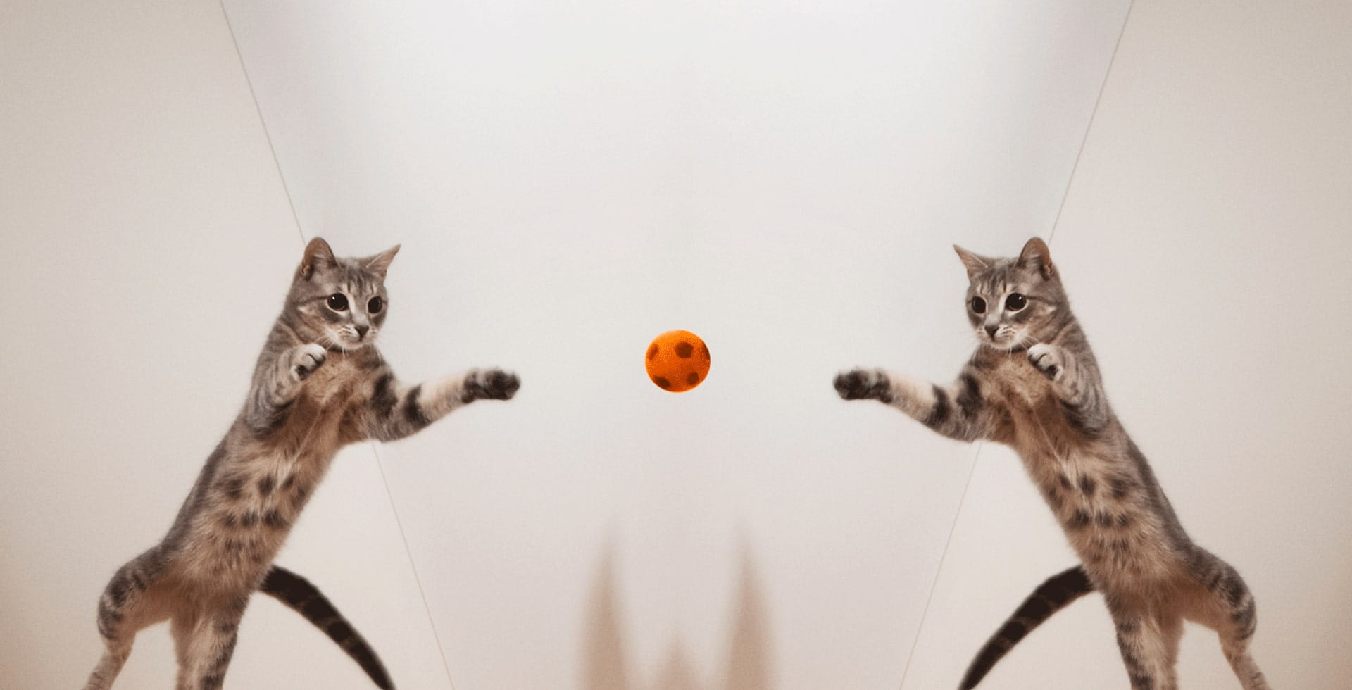 Résilience de l'économie des animaux domestiques à la pression