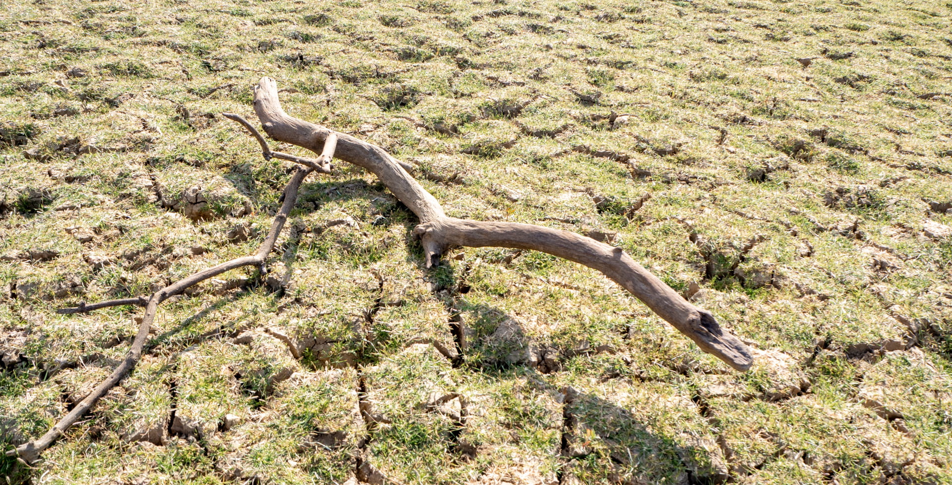 Branche morte sur sol séché – Problèmes d'eaux souterraines : cachés à la vue de tous