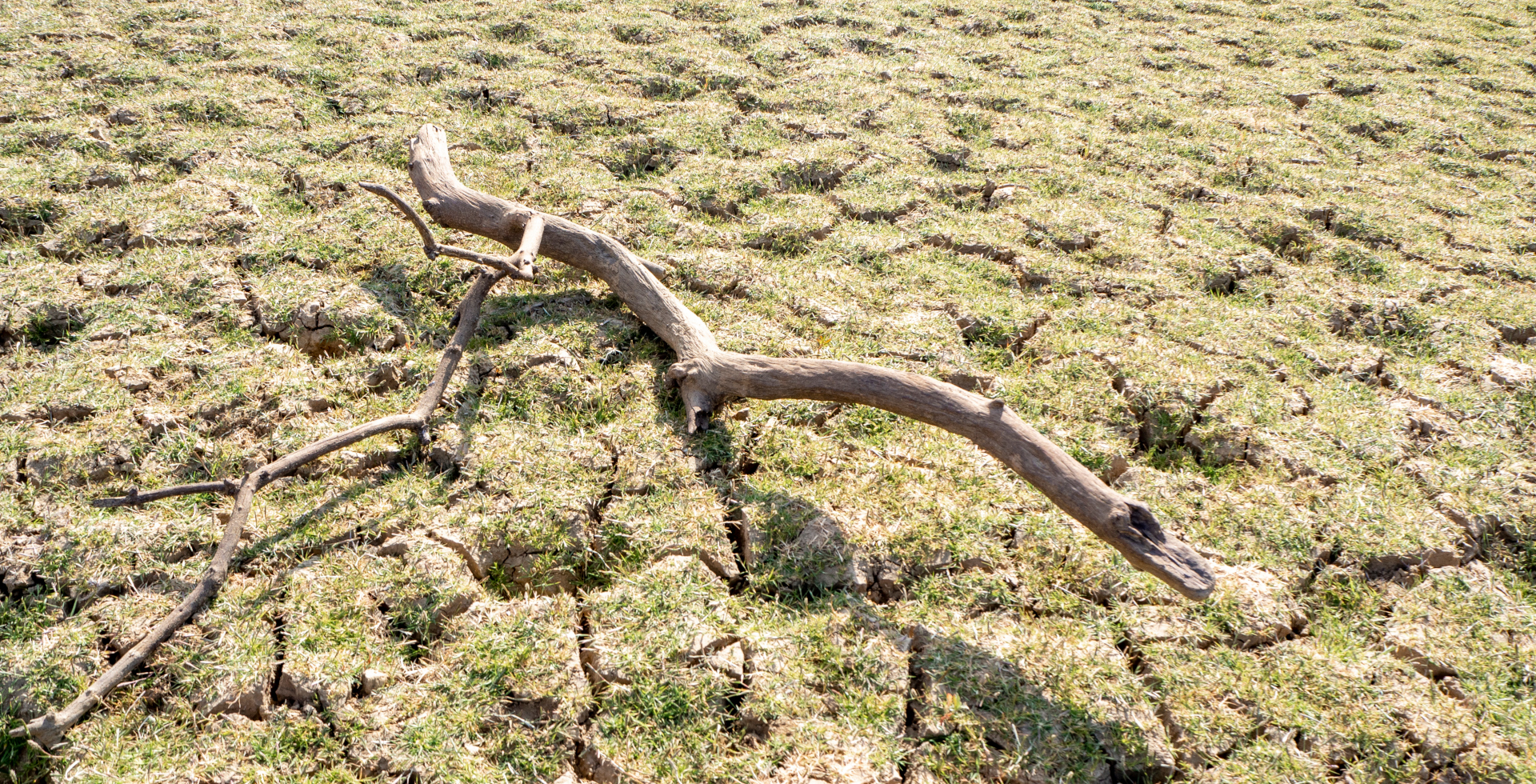 Branche morte sur sol séché – Problèmes d'eaux souterraines : cachés à la vue de tous